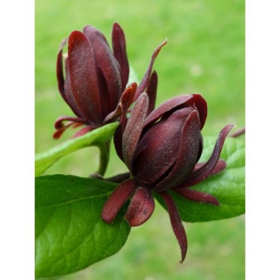 Calycanthus Floridus 